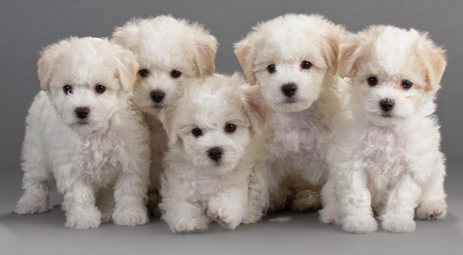 Accessoires pour chien Feurs