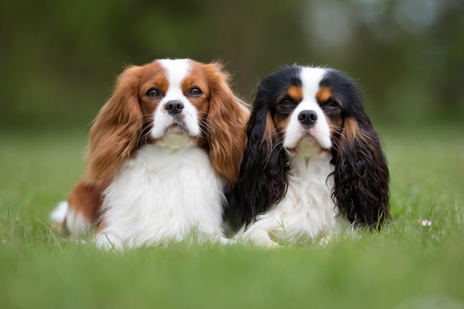 Accessoires pour chien Balbigny