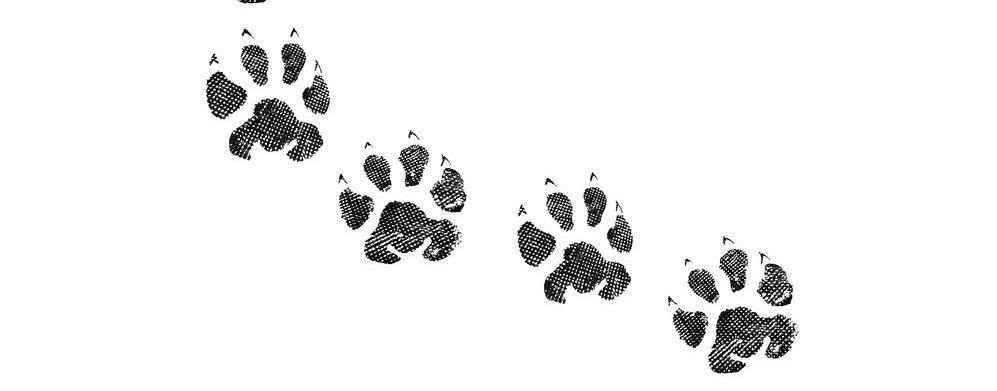 Pension canine Feurs